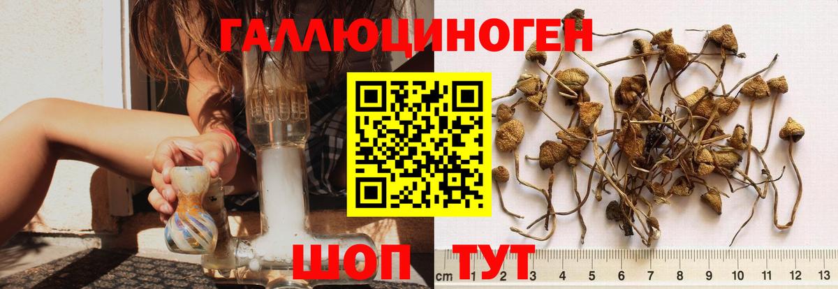 Псилоцибиновые грибы Cubensis Юрга